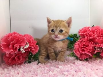 マンチカン(長足)【福岡県・男の子・2019年3月16日・レッドタビー（ショートヘア）】の写真「お目目くりくり！お手入れ楽々の短毛！」