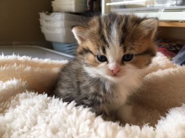 ミヌエット【福岡県・女の子・2018年1月17日・ブラウンタビー&ホワイト】の写真「可愛いお顔立ちの長足姫💛」