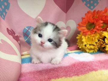 マンチカン【福岡県・男の子・2017年8月3日・シルバータビー&ホワイト】の写真「コロコロ、可愛いお顔の短足ボーイ♬」