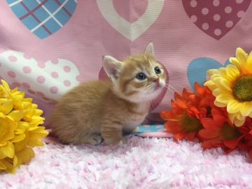 マンチカン【福岡県・女の子・2017年8月7日・レッドタビー】の写真「お目目クリクリ短足のお姫様♥」
