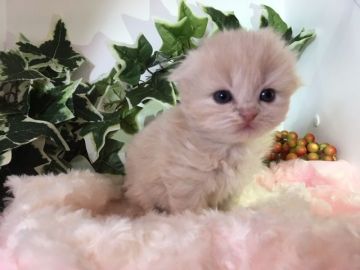 マンチカン(長足)【福岡県・女の子・2018年12月1日・クリームタビー（ロングヘア）】の写真「お人形のようなモコモコ可愛い女の子」