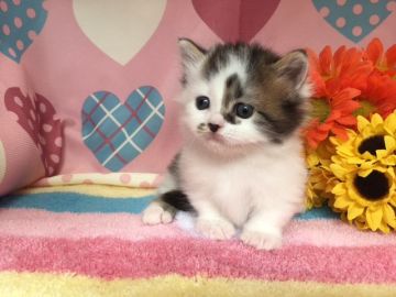 マンチカン【福岡県・女の子・2017年8月3日・ブラウンタビー&ホワイト】の写真「おっとり系短足姫💛」
