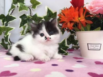 マンチカン(短足)【福岡県・女の子・2018年5月22日・ブラック&ホワイト】の写真「ムチムチコロコロ極短足のおっとりさん」