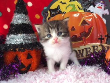 ミヌエット【福岡県・男の子・2018年9月8日・ブラウンタビー&ホワイト】の写真「ころころムチムチ！かわいいです」