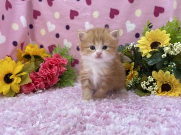 マンチカン(長足)【福岡県・女の子・2021年6月29日・レッドタビー&ホワイト（セミロング）】の写真「今後ますます可愛くなってきます💛」