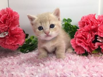 マンチカン(短足)【福岡県・男の子・2019年3月16日・クリームタビー（ショートヘア）】の写真「短足の可愛い男の子♬お手入れ楽々の短毛！」