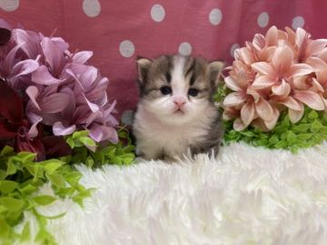 ミヌエット【福岡県・男の子・2021年5月25日・ブラウンタビー&ホワイト（セミロング）】の写真「お目目がクリクリ！短足の男の子」