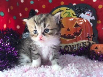 ミヌエット【福岡県・男の子・2018年9月8日・ブラウンタビー&ホワイト】の写真「カラーが素敵なイケメンボーイ」