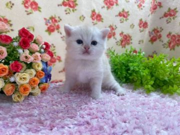 ミヌエット【福岡県・男の子・2021年2月27日・カメオタビー&ホワイト】の写真「今後ますます可愛くなってきます💛」