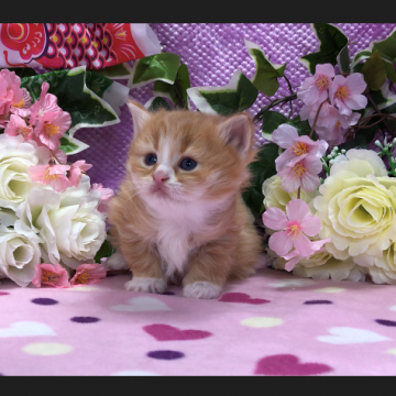 マンチカン(長足)【福岡県・男の子・2018年3月11日・レッドタビー&ホワイト】の写真「まーるいお顔で、可愛いお顔立ちをしています」