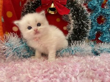 ラグドール【福岡県・女の子・2021年11月19日・ブルーポイントバイカラー】の写真「今後ますます可愛くなってきます💛」