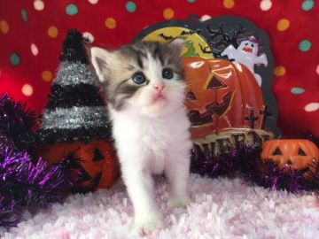 ミヌエット【福岡県・女の子・2018年9月8日・ブラウンタビー&ホワイト】の写真「美人さん！将来がたのしみ」