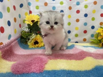 ミヌエット【福岡県・男の子・2021年6月11日・シルバータビー&ホワイト（セミロング）】の写真「気品高い美しい子」