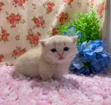 マンチカン(短足)【福岡県・女の子・2019年12月11日・クリームタビー（ショート）】の写真「可愛い４兄妹のご紹介です」