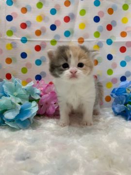 マンチカン(長足)【福岡県・女の子・2019年6月18日・ダイリュートキャリコ（ロングヘア）】の写真「激カワ💛人気のカラー」