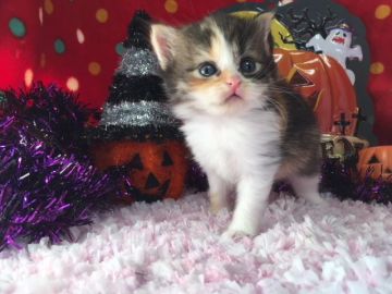 ミヌエット【福岡県・女の子・2018年9月8日・ブラウンパッチドタビー&ホワイト】の写真「優しいお顔立ちの女の子♬」