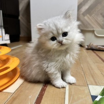 ペルシャ(チンチラ)【福岡県・男の子・2023年8月20日・チンチラシルバー】の写真「今後ますます可愛くなってまいります☆」