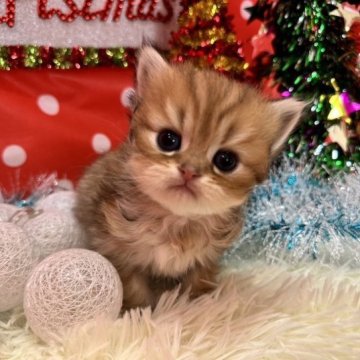 ペルシャ(チンチラ)【福岡県・男の子・2023年10月18日・チンチラゴールデン】の写真「お目めがクリクリ！これからもっと可愛くなってきます」