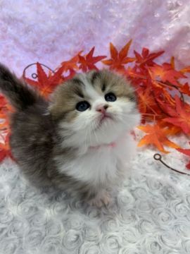 ミヌエット【福岡県・男の子・2019年9月25日・ブラウンタビー&ホワイト（ロングヘア）】の写真「短足ミヌエットくん♬」