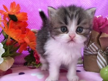 ミヌエット【福岡県・女の子・2017年12月7日・ブラウンタビー&ホワイト】の写真「尻尾がペンライトちゃん」