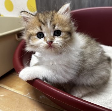 ミヌエット(長足)【福岡県・女の子・2024年8月21日・ブラウンタビーホワイト】の写真「美猫さんで成長が楽しみです！」