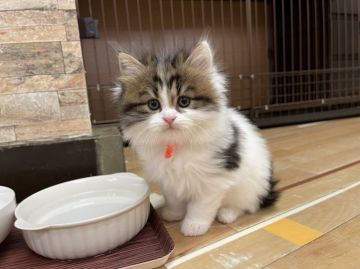 マンチカン(長足)【福岡県・男の子・2021年11月29日・ブラウン&ホワイトバン（セミロング）】の写真「今後ますます可愛くなってきます💛」
