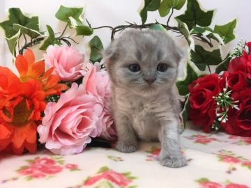 マンチカン(長足)【福岡県・男の子・2018年7月1日・ブルータビー（ショートヘア）】の写真「美しいカラーの長足君」