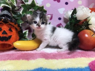 ミヌエット【福岡県・男の子・2018年8月22日・ブラウンタビー&ホワイト】の写真「小柄で人懐っこい僕ちゃん」