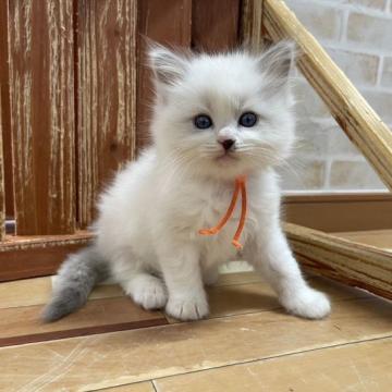 ラグドール【福岡県・男の子・2022年10月15日・ブルーポイントバイカラー（ロング）】の写真「将来がとっても楽しみなラグドールさん🤍」