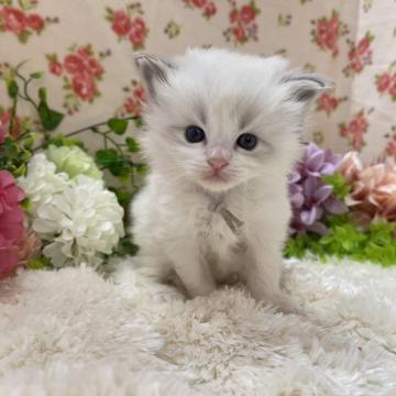 ラグドール【福岡県・男の子・2022年10月15日・ブルーポイントバイカラー（ロング）】の写真「将来がとっても楽しみなラグドールさん🤍」