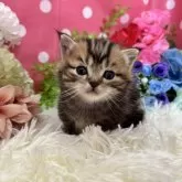 マンチカン(短足)【福岡県・男の子・2024年1月12日・ブラウンタビー】の写真1