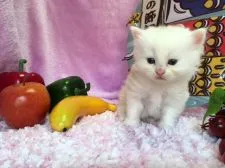 マンチカン【福岡県・男の子・2017年4月13日・クリームタビー&ホワイト】の写真1「５月１１日撮影」