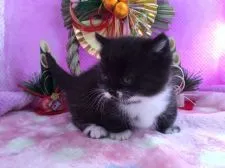 マンチカン【福岡県・女の子・2016年12月15日・ブラック&ホワイト】の写真1「１月１７日撮影」