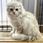 マンチカン(長足)【福岡県・女の子・2024年9月26日・クリームタビーホワイト】の写真1