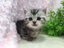 マンチカン(短足)【福岡県・男の子・2019年3月24日・シルバータビー&ホワイト】の写真1