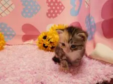 マンチカン【福岡県・女の子・2016年7月6日・シルバーパッチドタビー&ホワイト】の写真1