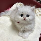 ペルシャ(チンチラ)