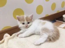 マンチカン(長足)【福岡県・男の子・2019年7月24日・ロングヘア】の写真1「お写真を最新のものに差し替えました」