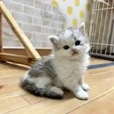 ミヌエット(長足)【福岡県・男の子・2022年11月15日・シルバータビー&ホワイト】の写真1