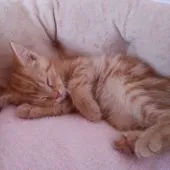 マンチカン【福岡県・男の子・2016年3月30日・レッドタビー】の写真2