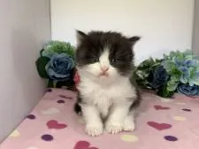 マンチカン(長足)【福岡県・男の子・2020年4月26日・ブラック&ホワイト】の写真2