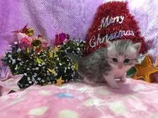 マンチカン【福岡県・男の子・2016年11月8日・シルバータビー&ホワイト】の写真2