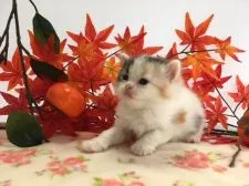 ミヌエット【福岡県・女の子・2018年8月2日・キャリコ】の写真2