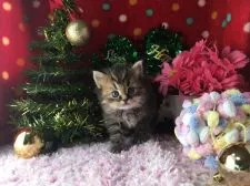 ミヌエット【福岡県・男の子・2016年11月15日・ブラウンタビー】の写真2