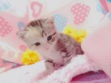 マンチカン【福岡県・女の子・2016年7月6日・シルバーパッチドタビー&ホワイト】の写真2