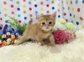 マンチカン(長足)【福岡県・男の子・2023年7月22日・レッドタビー】の写真2