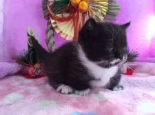 マンチカン【福岡県・女の子・2016年12月15日・ブラック&ホワイト】の写真2