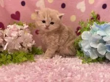 マンチカン(長足)【福岡県・女の子・2022年2月27日・クリームタビー】の写真2