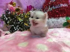 マンチカン【福岡県・女の子・2016年11月8日・シルバーパッチドタビー&ホワイト】の写真2