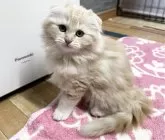 マンチカン(長足)【福岡県・女の子・2024年9月26日・クリームタビーホワイト】の写真2